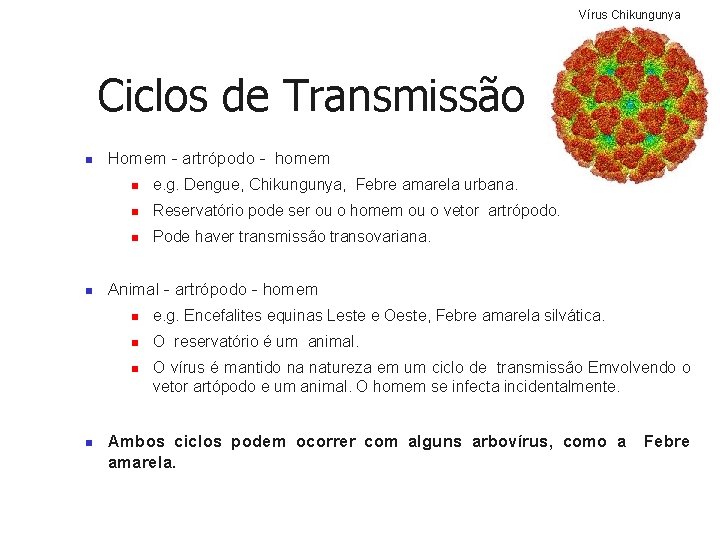 Vírus Chikungunya Ciclos de Transmissão n n Homem - artrópodo - homem n e.