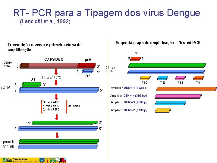 RT- PCR para a Tipagem dos vírus Dengue (Lanciotti et al, 1992) Segunda etapa