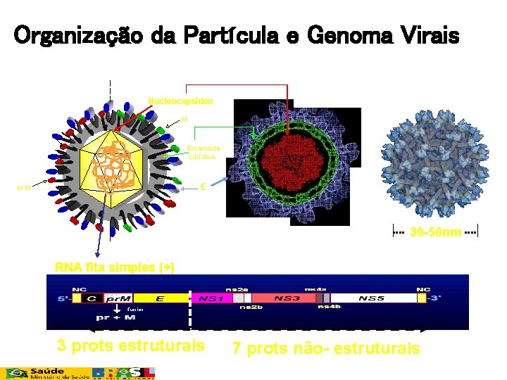 Organização da Partícula e Genoma Virais Nucleocapsídeo M Bicamada Lipídica E pr. M 30