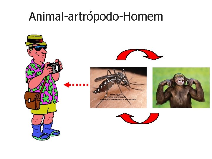 Animal-artrópodo-Homem 