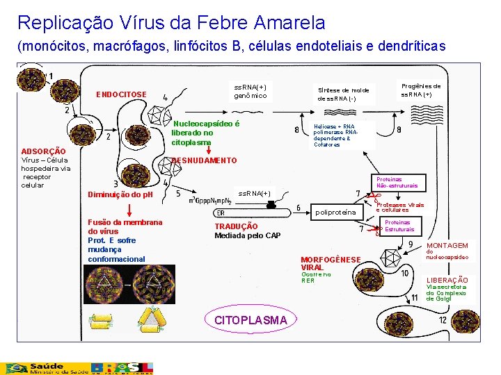 Replicação Vírus da Febre Amarela (monócitos, macrófagos, linfócitos B, células endoteliais e dendríticas ENDOCITOSE