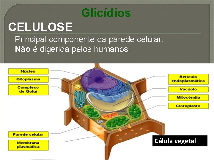 Glicídios CELULOSE Principal componente da parede celular. Não é digerida pelos humanos. Célula vegetal