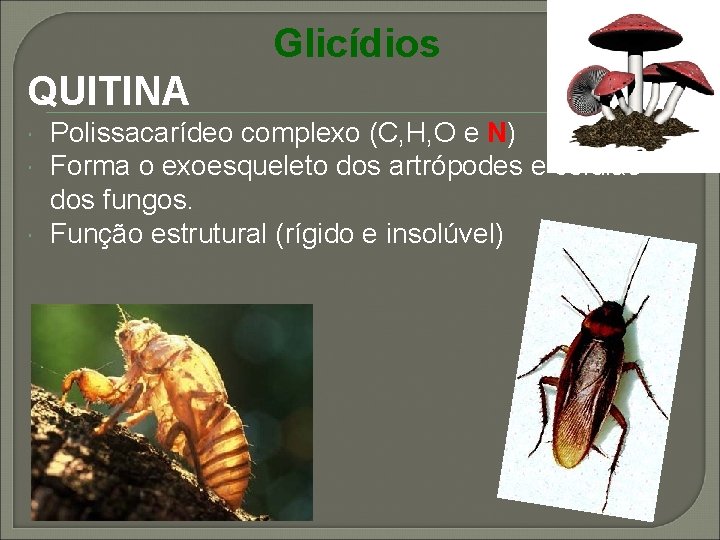 Glicídios QUITINA Polissacarídeo complexo (C, H, O e N) Forma o exoesqueleto dos artrópodes