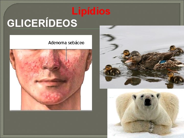 Lipídios GLICERÍDEOS 