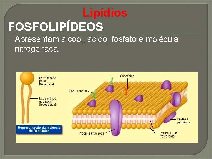 Lipídios FOSFOLIPÍDEOS Apresentam álcool, ácido, fosfato e molécula nitrogenada 