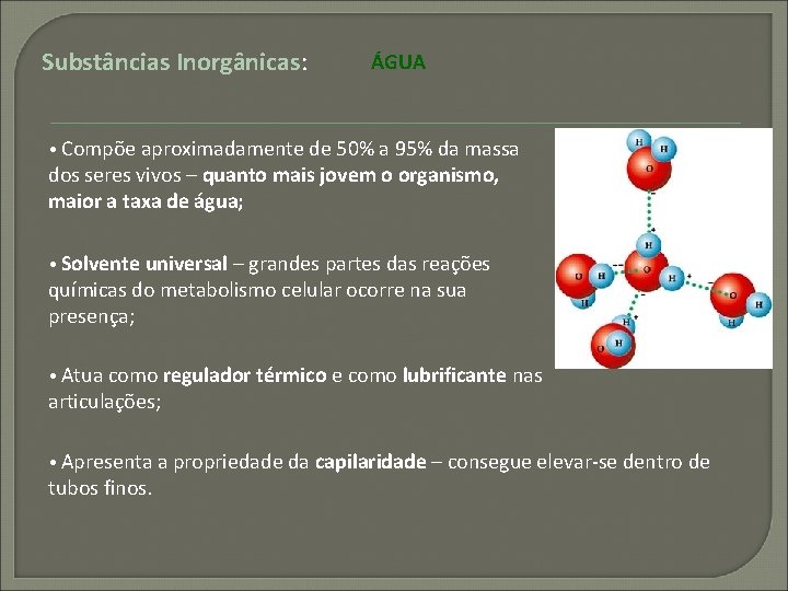 Substâncias Inorgânicas: ÁGUA • Compõe aproximadamente de 50% a 95% da massa dos seres