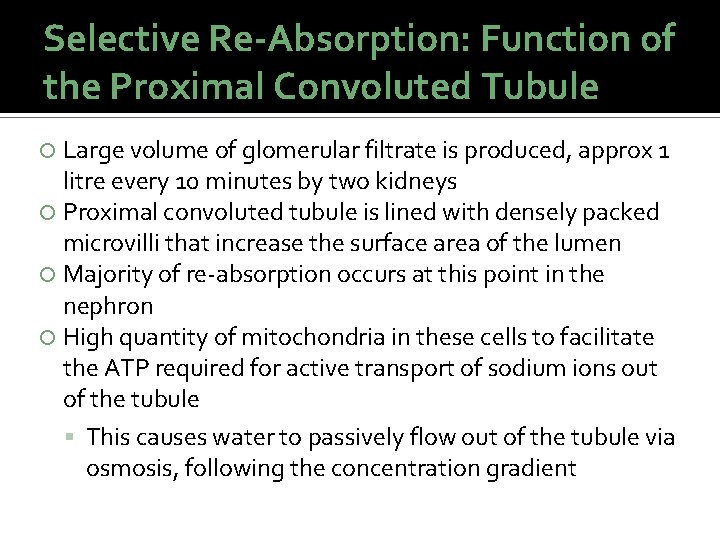 Selective Re-Absorption: Function of the Proximal Convoluted Tubule Large volume of glomerular filtrate is Selective Re-Absorption: Function of the Proximal Convoluted Tubule Large volume of glomerular filtrate is