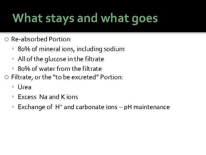 What stays and what goes Re-absorbed Portion: 80% of mineral ions, including sodium All What stays and what goes Re-absorbed Portion: 80% of mineral ions, including sodium All