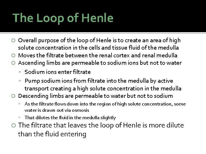 The Loop of Henle Overall purpose of the loop of Henle is to create The Loop of Henle Overall purpose of the loop of Henle is to create