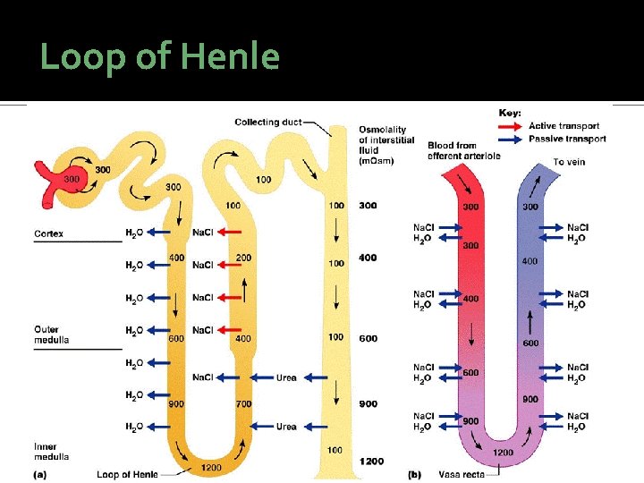 Loop of Henle  Loop of Henle
