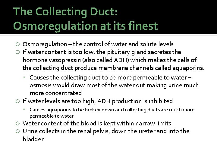 The Collecting Duct: Osmoregulation at its finest Osmoregulation – the control of water and The Collecting Duct: Osmoregulation at its finest Osmoregulation – the control of water and
