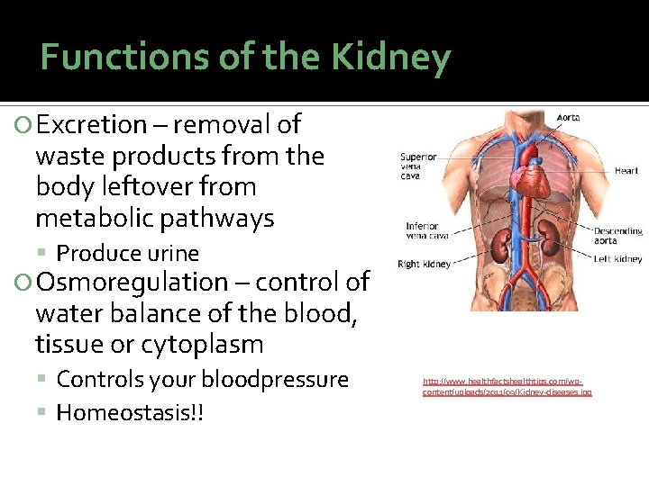 Functions of the Kidney Excretion – removal of waste products from the body leftover Functions of the Kidney Excretion – removal of waste products from the body leftover