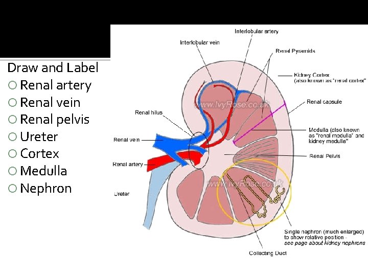 Draw and Label Renal artery Renal vein Renal pelvis Ureter Cortex Medulla Nephron  Draw and Label Renal artery Renal vein Renal pelvis Ureter Cortex Medulla Nephron
