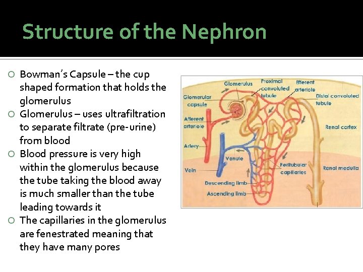 Structure of the Nephron Bowman’s Capsule – the cup shaped formation that holds the Structure of the Nephron Bowman’s Capsule – the cup shaped formation that holds the