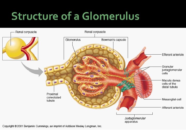 Structure of a Glomerulus  Structure of a Glomerulus