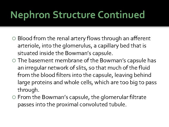 Nephron Structure Continued Blood from the renal artery flows through an afferent arteriole, into Nephron Structure Continued Blood from the renal artery flows through an afferent arteriole, into