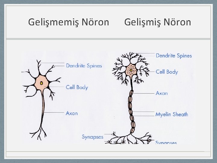 Gelişmemiş Nöron Gelişmiş Nöron 