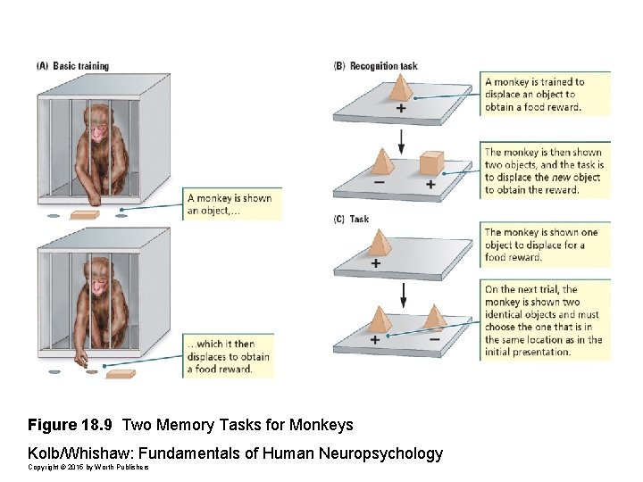Figure 18. 9 Two Memory Tasks for Monkeys Kolb/Whishaw: Fundamentals of Human Neuropsychology Copyright