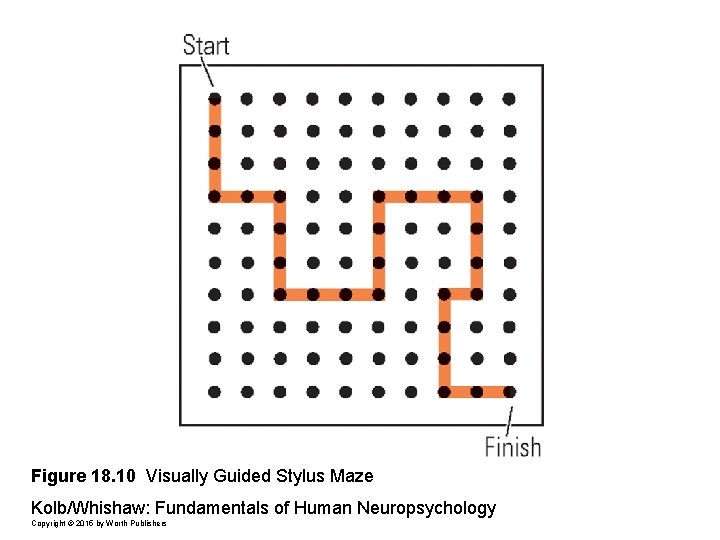 Figure 18. 10 Visually Guided Stylus Maze Kolb/Whishaw: Fundamentals of Human Neuropsychology Copyright ©