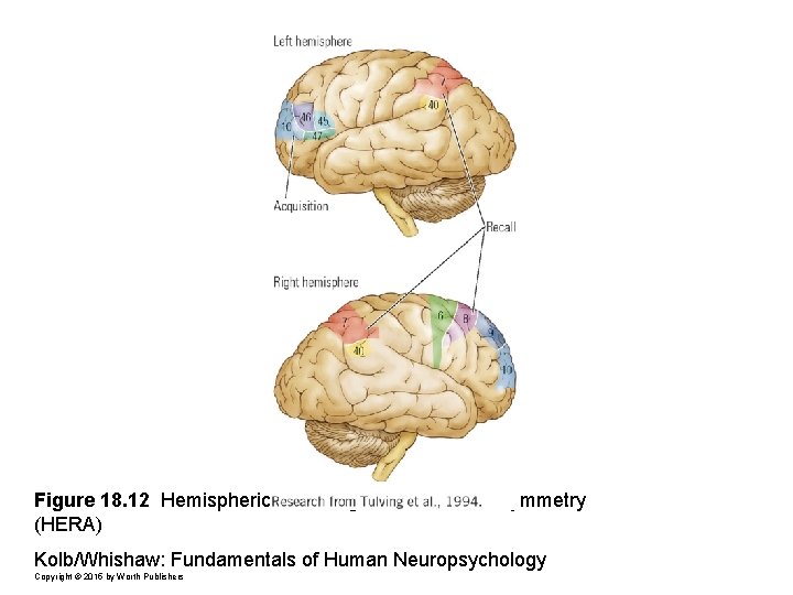 Figure 18. 12 Hemispheric Encoding and Retrieval Asymmetry (HERA) Kolb/Whishaw: Fundamentals of Human Neuropsychology