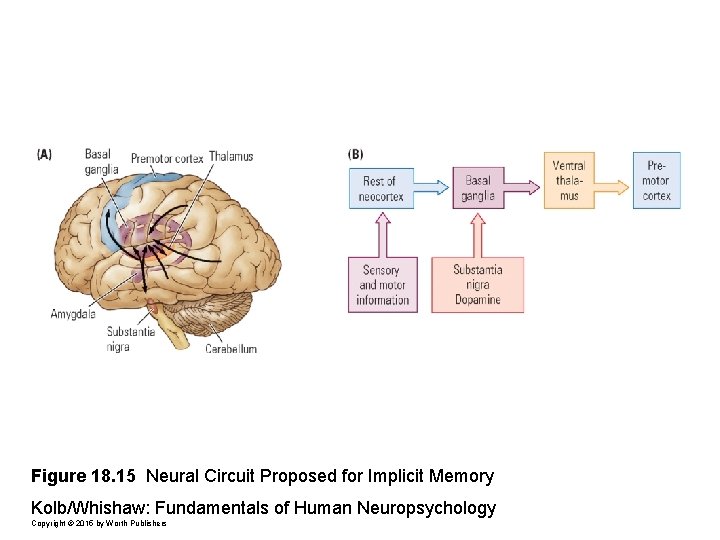 Figure 18. 15 Neural Circuit Proposed for Implicit Memory Kolb/Whishaw: Fundamentals of Human Neuropsychology