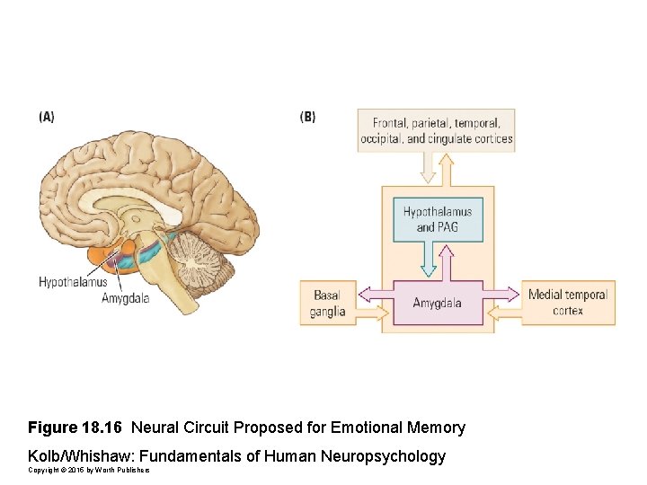 Figure 18. 16 Neural Circuit Proposed for Emotional Memory Kolb/Whishaw: Fundamentals of Human Neuropsychology