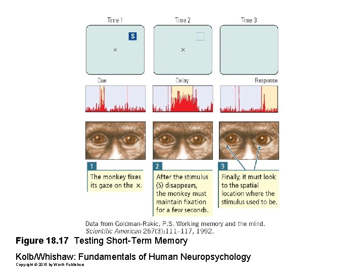 Figure 18. 17 Testing Short-Term Memory Kolb/Whishaw: Fundamentals of Human Neuropsychology Copyright © 2015