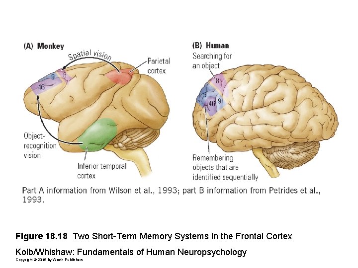 Figure 18. 18 Two Short-Term Memory Systems in the Frontal Cortex Kolb/Whishaw: Fundamentals of