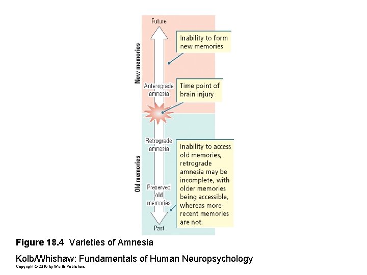 Figure 18. 4 Varieties of Amnesia Kolb/Whishaw: Fundamentals of Human Neuropsychology Copyright © 2015