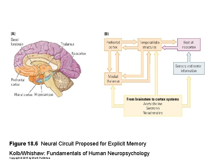 Figure 18. 6 Neural Circuit Proposed for Explicit Memory Kolb/Whishaw: Fundamentals of Human Neuropsychology