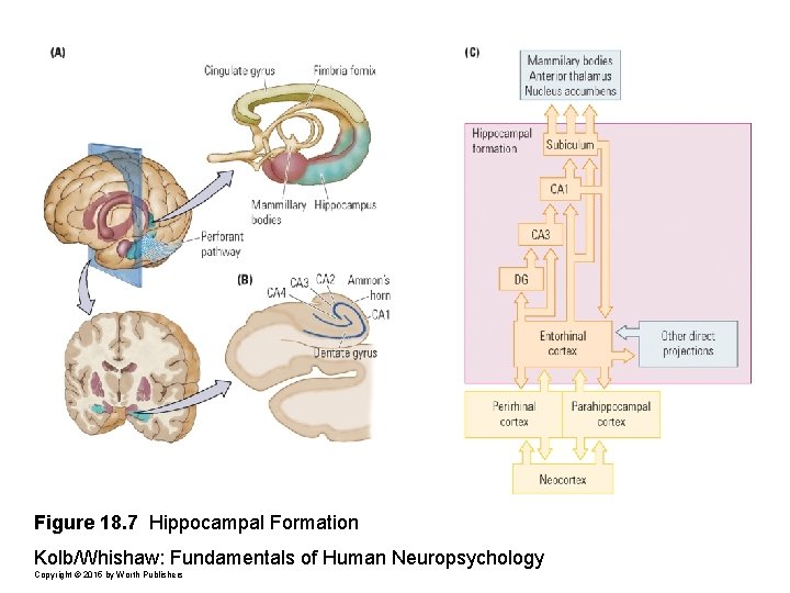 Figure 18. 7 Hippocampal Formation Kolb/Whishaw: Fundamentals of Human Neuropsychology Copyright © 2015 by