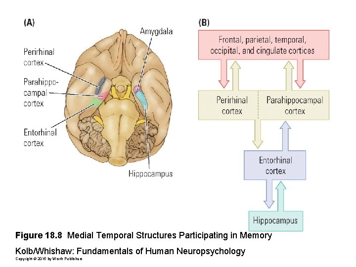 Figure 18. 8 Medial Temporal Structures Participating in Memory Kolb/Whishaw: Fundamentals of Human Neuropsychology