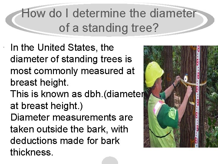 How do I determine the diameter of a standing tree? · In the United