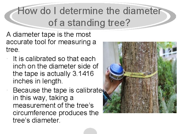 How do I determine the diameter of a standing tree? A diameter tape is