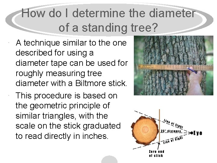 How do I determine the diameter of a standing tree? · A technique similar