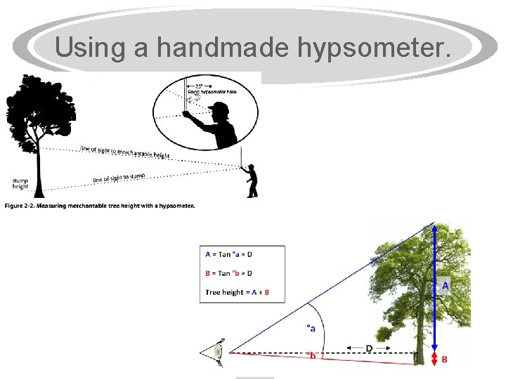 Using a handmade hypsometer. 