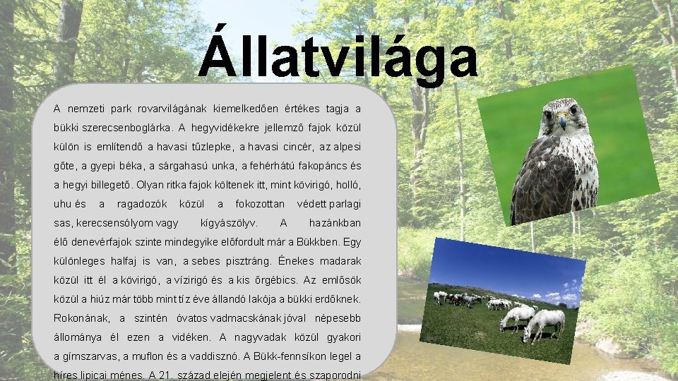 Állatvilága A nemzeti park rovarvilágának kiemelkedően értékes tagja a bükki szerecsenboglárka. A hegyvidékekre jellemző