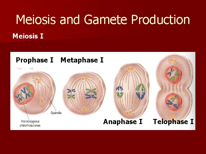 Meiosis and Gamete Production Meiosis I Prophase I Metaphase I Anaphase I Telophase I