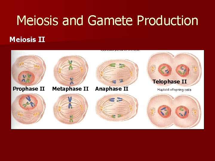 Meiosis and Gamete Production Meiosis II Telophase II Prophase II Metaphase II Anaphase II