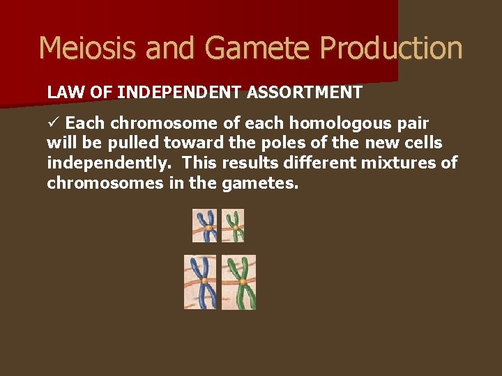 Meiosis and Gamete Production LAW OF INDEPENDENT ASSORTMENT ü Each chromosome of each homologous