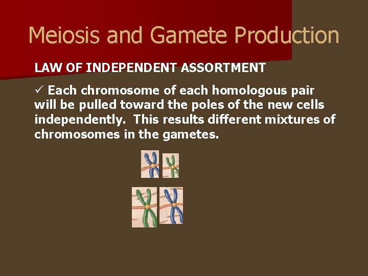 Meiosis and Gamete Production LAW OF INDEPENDENT ASSORTMENT ü Each chromosome of each homologous