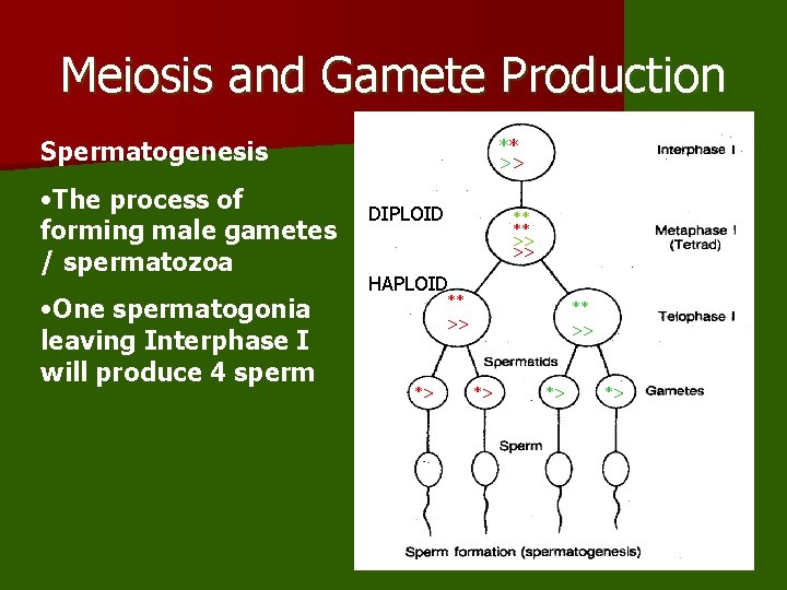 Meiosis and Gamete Production Spermatogenesis • The process of forming male gametes / spermatozoa