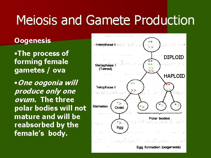 Meiosis and Gamete Production Oogenesis ** >> • The process of forming female gametes