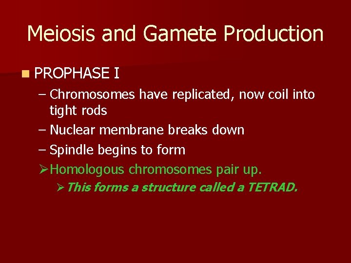 Meiosis and Gamete Production n PROPHASE I – Chromosomes have replicated, now coil into