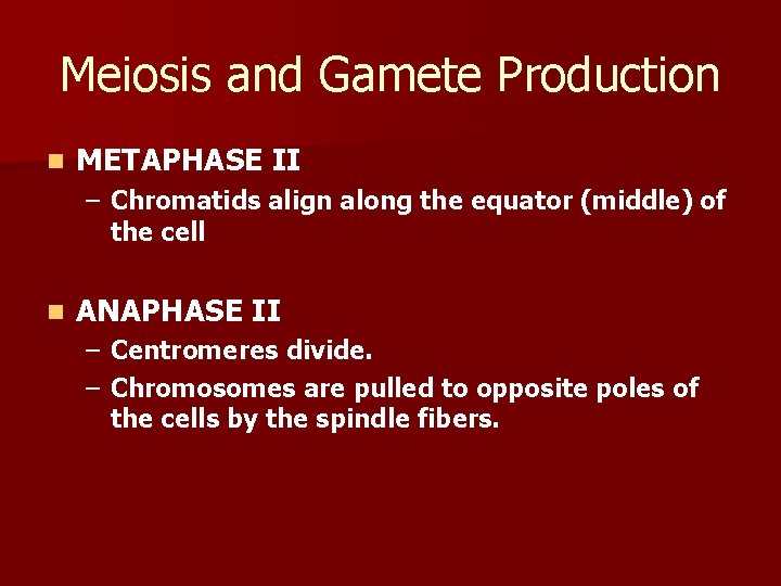 Meiosis and Gamete Production n METAPHASE II – Chromatids align along the equator (middle)