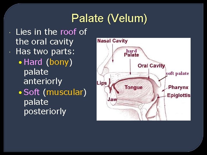 Velopharyngeal Anatomy By Prof Nabil A Hasan Head