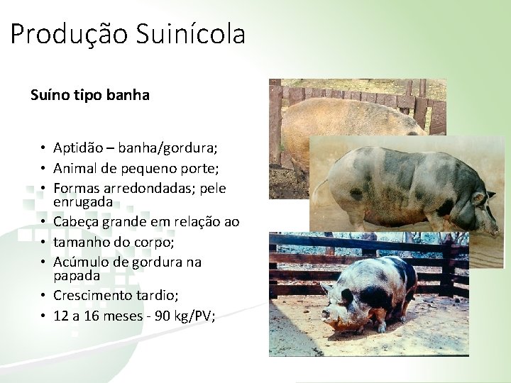 Produção Suinícola Suíno tipo banha • Aptidão – banha/gordura; • Animal de pequeno porte;