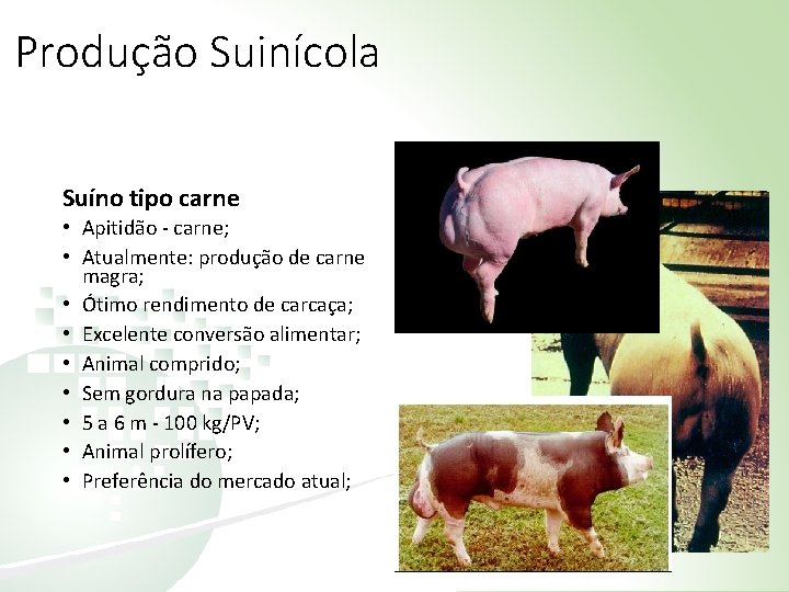 Produção Suinícola Suíno tipo carne • Apitidão - carne; • Atualmente: produção de carne