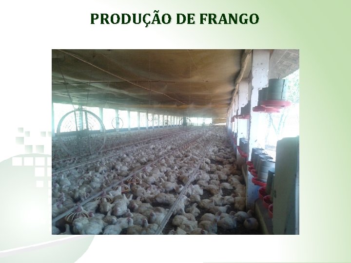 PRODUÇÃO DE FRANGO 