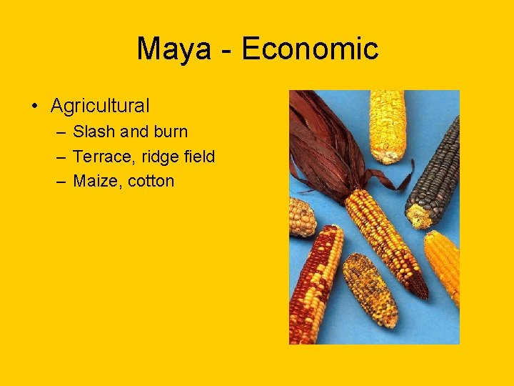Maya - Economic • Agricultural – Slash and burn – Terrace, ridge field –